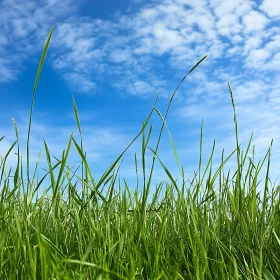 Sky and Grass