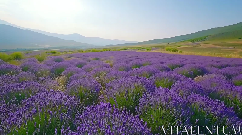 Picturesque Lavender Field Landscape AI Image