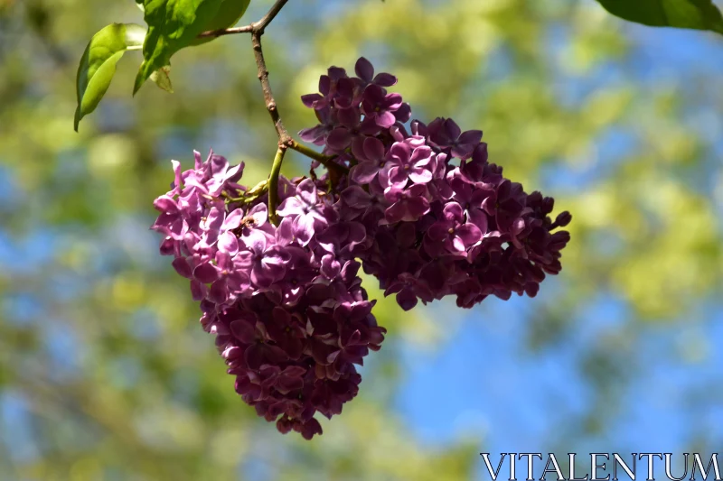 Spring Lilac Blossoms Free Stock Photo