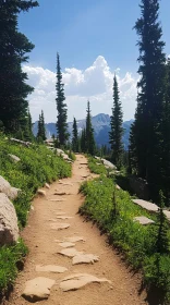 Mountain Trail with Evergreen Trees and Scenic View