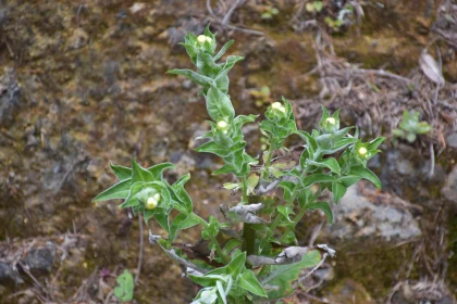 Floral Life on Rocks