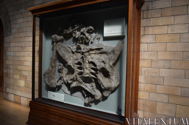 Fossil Display at the Museum Free Stock Photo