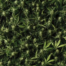 Verdant Marijuana Field: A Natural Mosaic