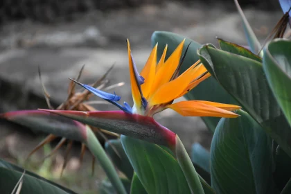 Colorful Bird-of-Paradise in Bloom