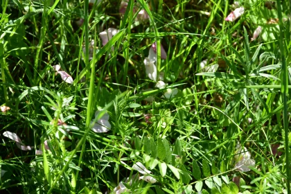 Sunlit Greenery with Petals