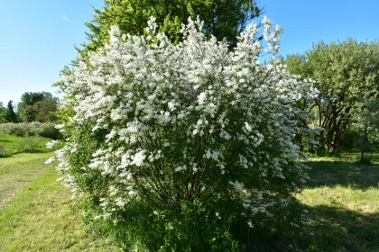 Blossoming Nature: A White Floral Bush