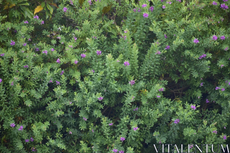 PHOTO Purple Flowers on Dense Green Bush