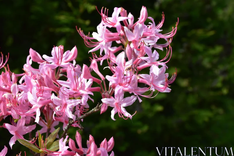 Spring Blossoms Free Stock Photo