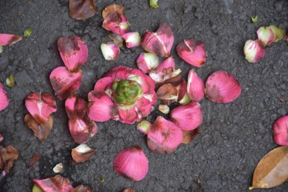 Fallen Flowers on Pavement