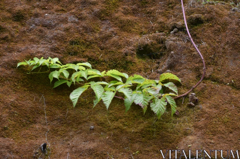 Vibrant Vine on Earthy Moss Texture Free Stock Photo