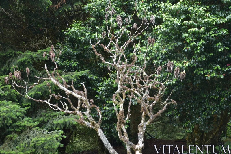 Twisting Branches in Verdant Woodland Free Stock Photo