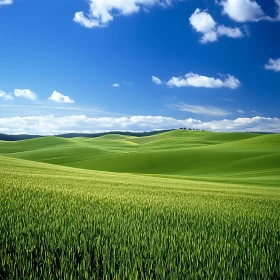 Lush Field Landscape with Cloudscape