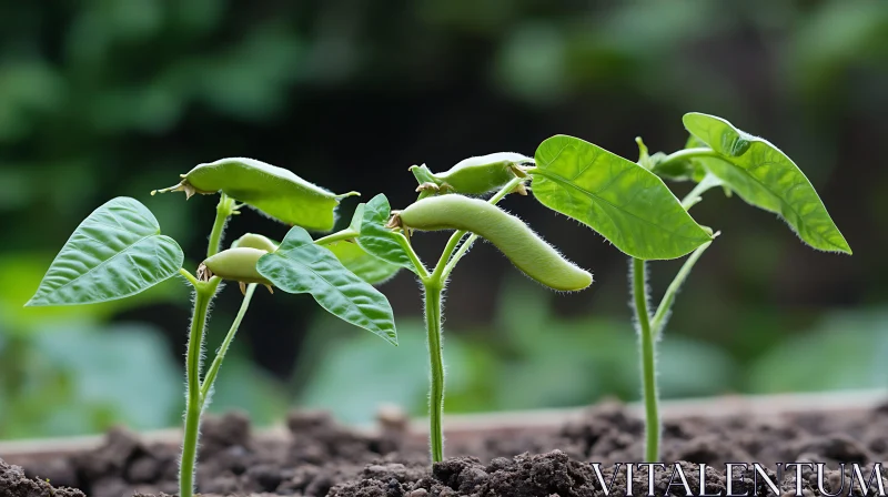 Fresh Seedlings Sprouting in Soil AI Image