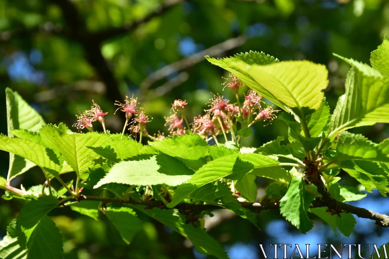 Spring Foliage Close-Up Free Stock Photo