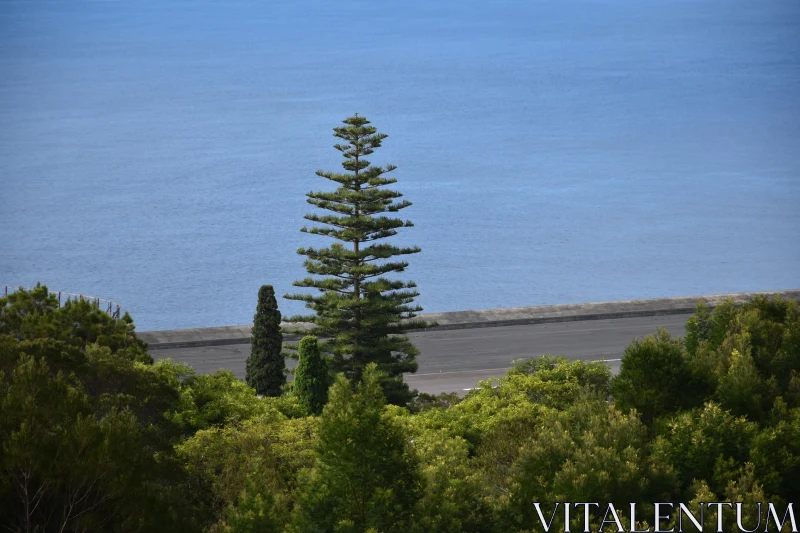 Coastal Tree and Blue Sea Free Stock Photo