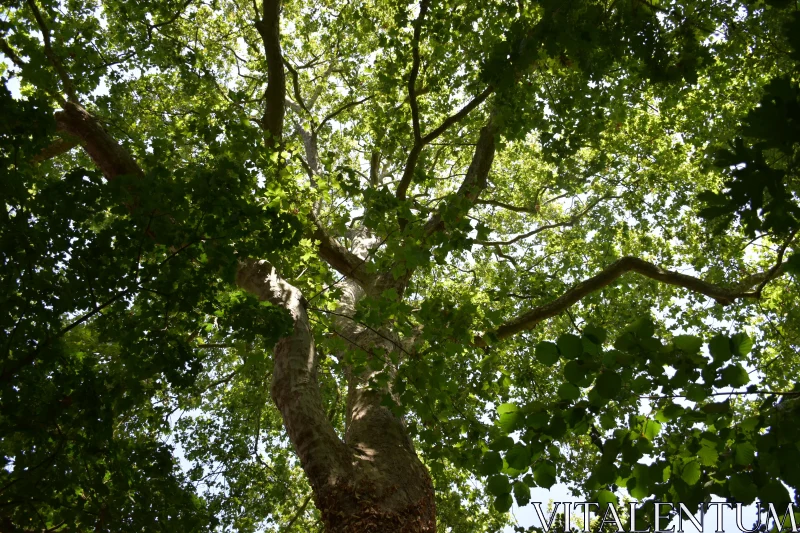 View Beneath the Tree Canopy Free Stock Photo