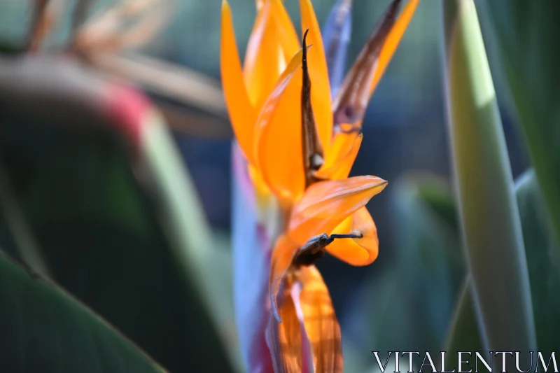 PHOTO Vibrant Tropical Flower