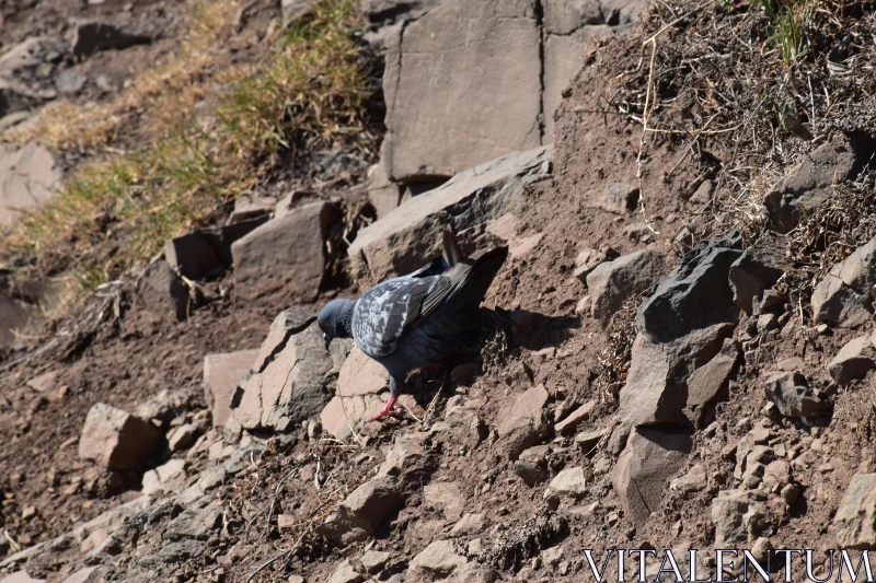 PHOTO Rocky Terrain Pigeon Habitat