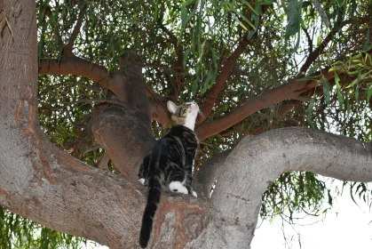 Adventurous Feline in Tree