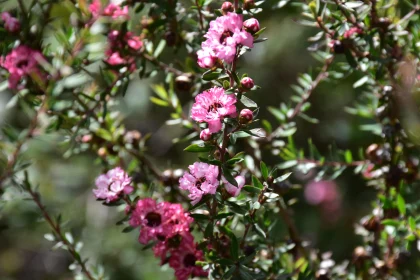 Pink Floral Cluster in Nature