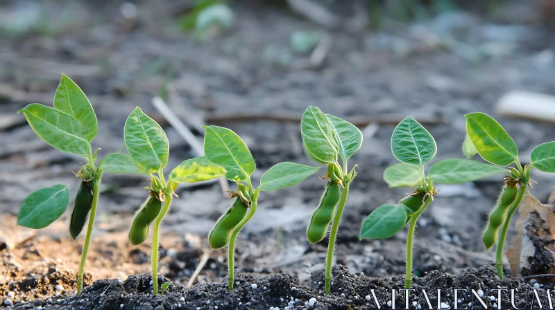 Emerging Seedlings in Fertile Soil AI Image