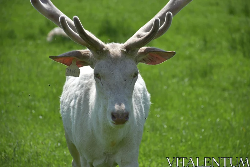 Majestic Antlered Deer in Nature Free Stock Photo