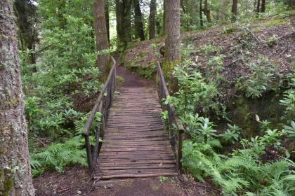 Woodland Bridge Pathway