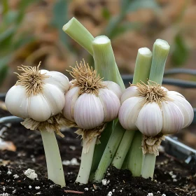 Organic Garlic Growing