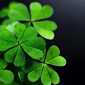 Lush Green Clover Leaves Detail