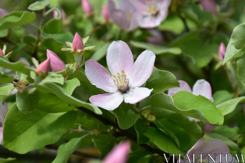 Pink Flower Buds and Blossoms Free Stock Photo