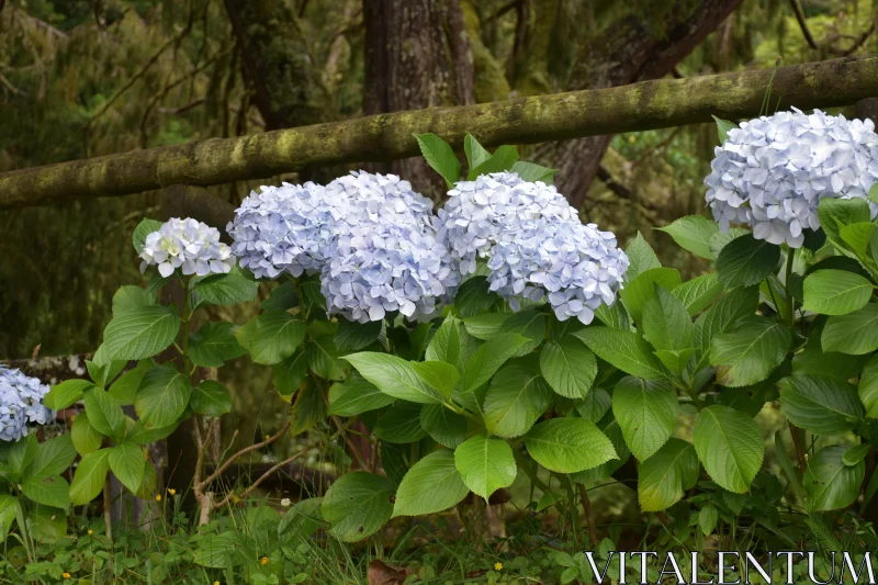 PHOTO Blooming Hydrangeas in a Tranquil Garden Setting