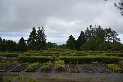 Tranquil Countryside Garden View