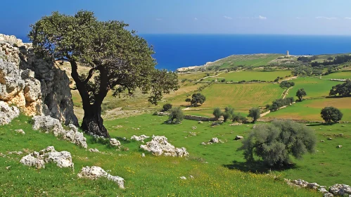 Green Field Meets the Blue Sea