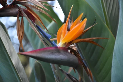 Exotic Bird of Paradise Bloom