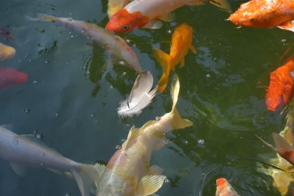 Calm Koi in Tranquil Waters