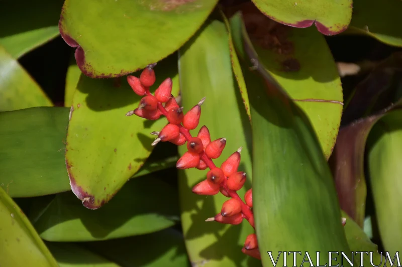 Tropical Red Flower and Green Leaves Free Stock Photo