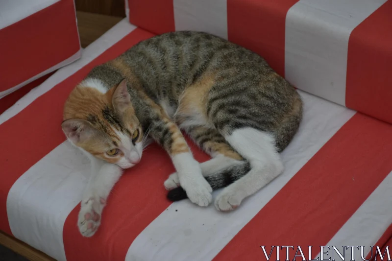 Comfortable Cat on Striped Cushion Free Stock Photo