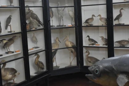 Fascinating Bird Displays in Glass Cabinets