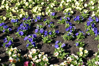 Colorful Garden Flower Arrangement