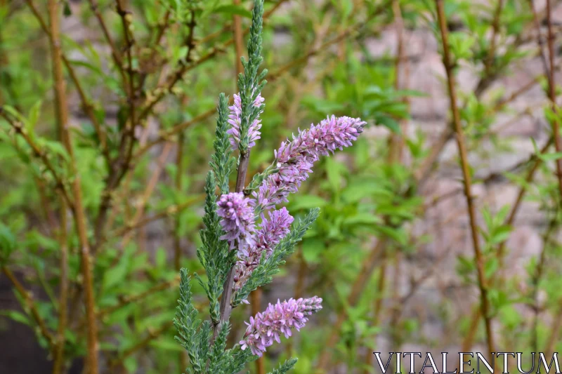 Lavender's Purple Elegance Free Stock Photo