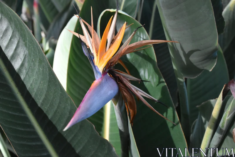 PHOTO Tropical Beauty: Bird of Paradise Flower