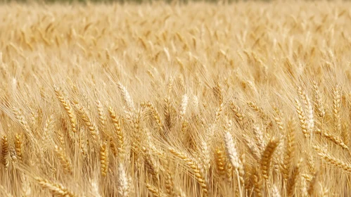 Endless Field of Ripe Wheat