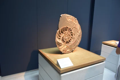 Nautilus Fossil in Exhibition