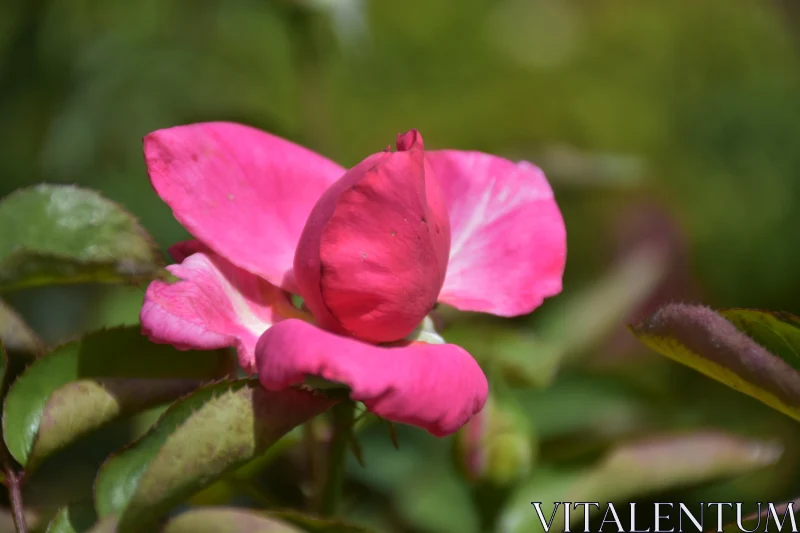 Stunning Pink Rose Bud with Lush Leaves Free Stock Photo