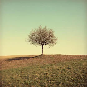 Solitary Tree Under a Calm Sky