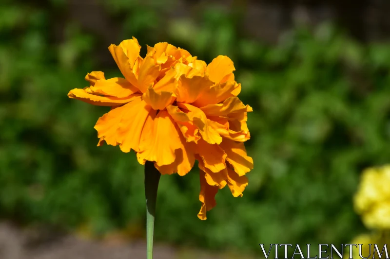 Elegant Orange Marigold Flower Free Stock Photo