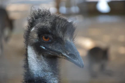 Detailed Emu Portrait