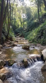 Peaceful Forest Stream and Trees