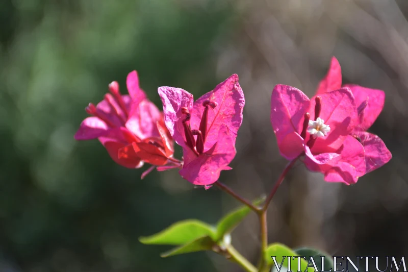 PHOTO Vibrant Pink Bougainvillea