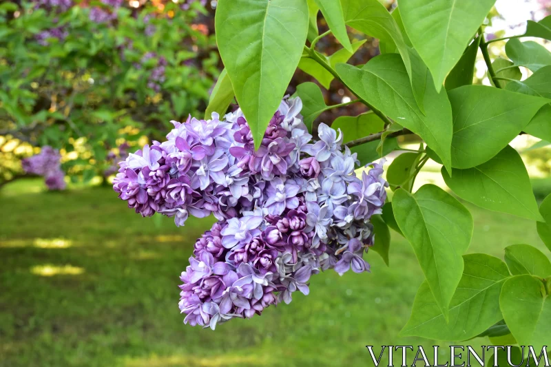 Enchanting Lilac Blossoms Free Stock Photo